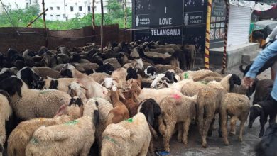 Eid Al Adha holiday in Telangana