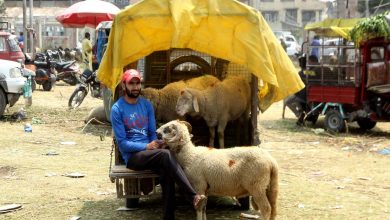 Eid Ul Adha: Sale of sacrificial animals hit hard due to Covid in Kashmir