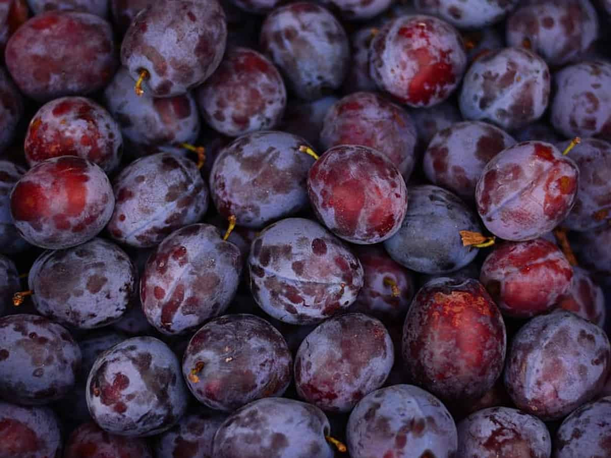 Uttar Pradesh 'Jamun' now exported to UK