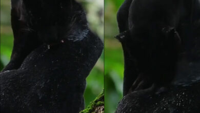 Watch: In its element! Black Panther captured cleaning and drying its velvet coat in rain