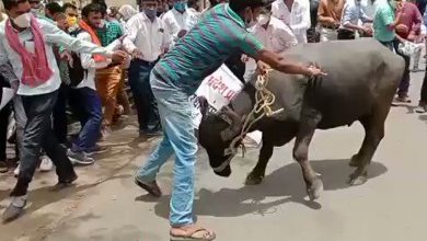 Video: Buffalo goes berserk at protest in MP; injures one