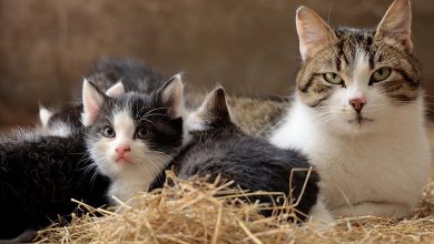 animal rights - The Siasat Daily animal rights - The Siasat Daily