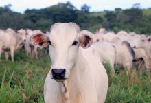 Animal Husbandry officials to brief Parl panel about lumpy skin disease
