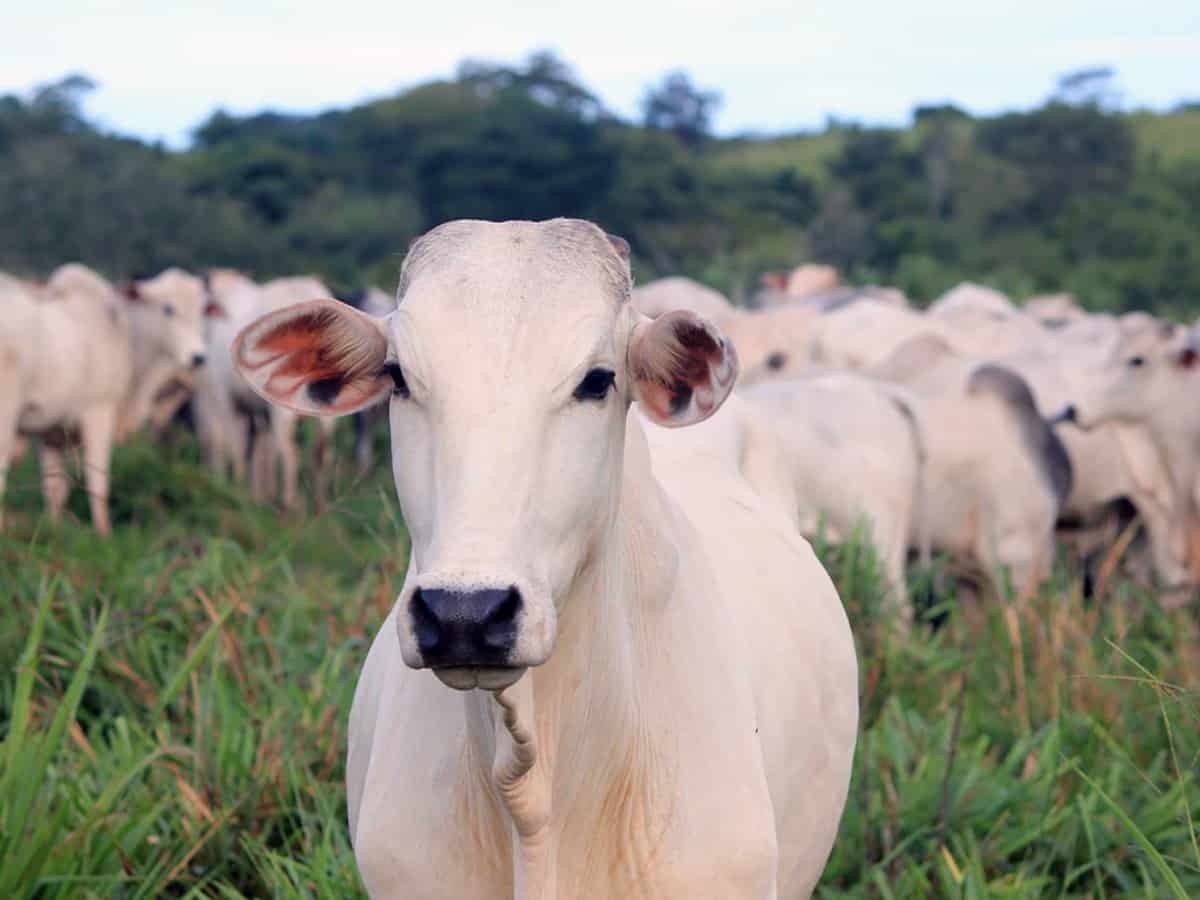 Cattle protection bill tabled in Assam Assembly