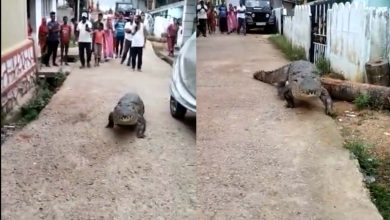 Giant crocodile strolls through Karnataka village