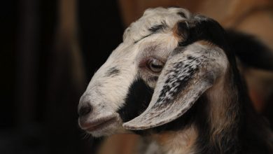 Bihar police receive complaint about 'murder' of billy goat