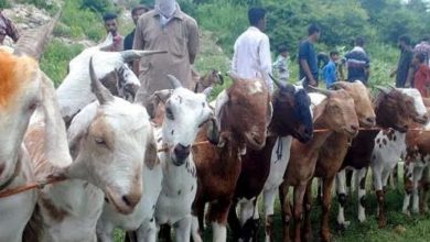 Eid-ul-Adha fair remain low key in Telangana