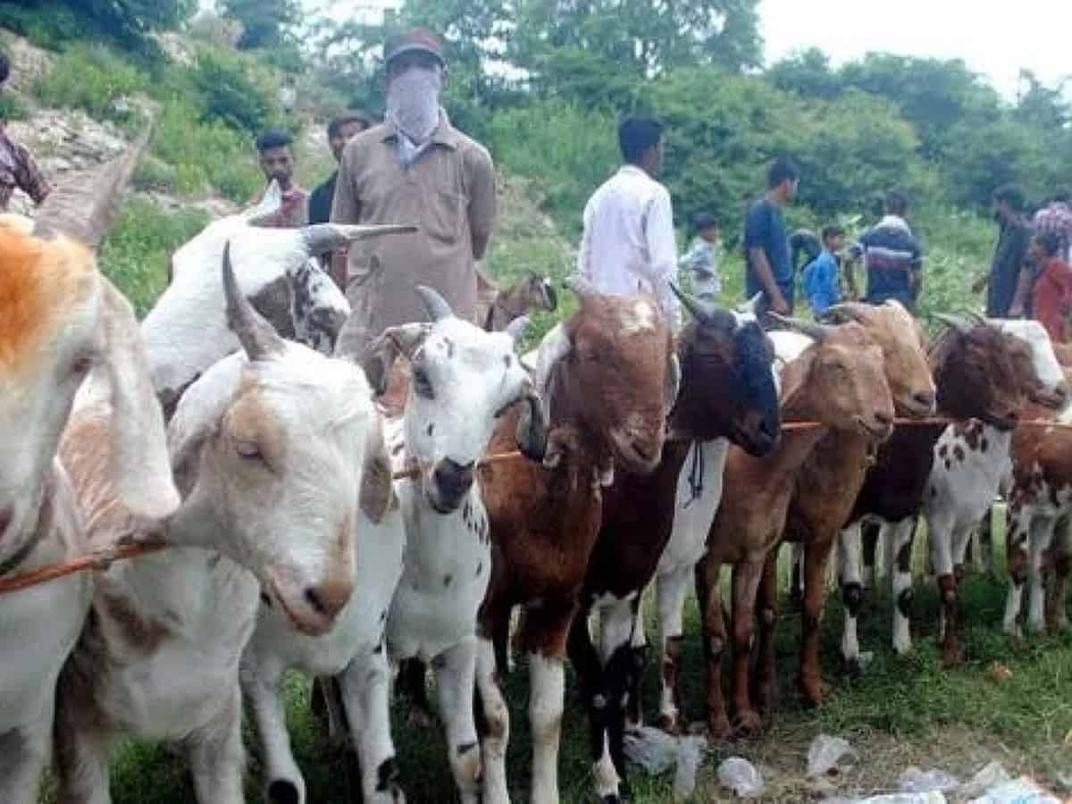 Eid-ul-Adha fair remain low key in Telangana