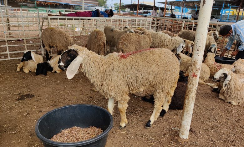 Hyderabad NGO dupes people after taking money for Bakrid sacrifice, booked