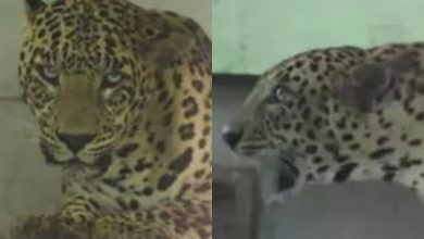 Injured leopard takes shelter in an empty school; gets rescued