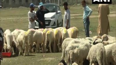 Sale of sheep, goat affected due to COVID-19 in J-K's Srinagar ahead of Eid