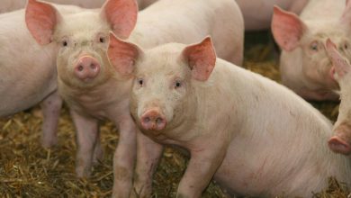 Nearly 39,000 pigs died in Assam due to African Swine Fever in last 18 months