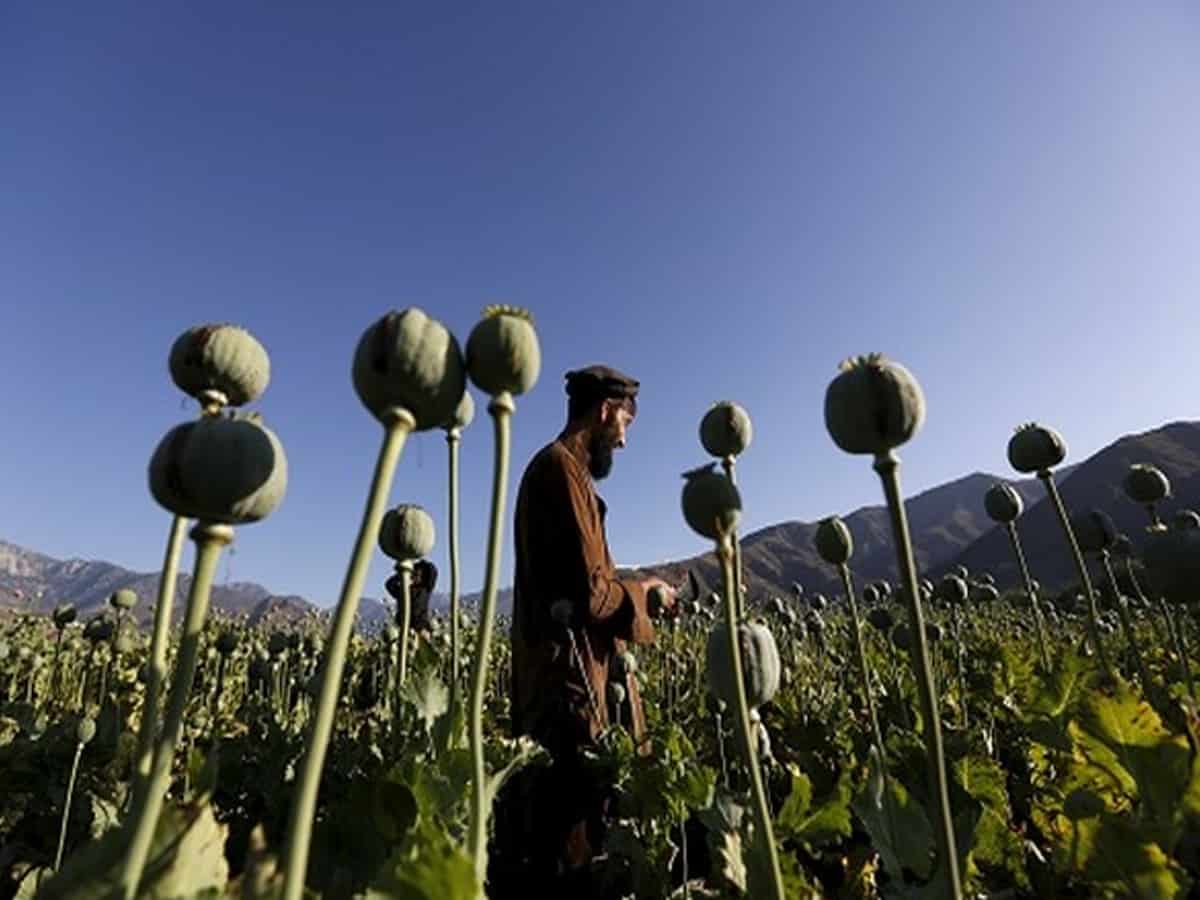 Afghanistan sees 45 pc surge in poppy cultivation, drug smuggling