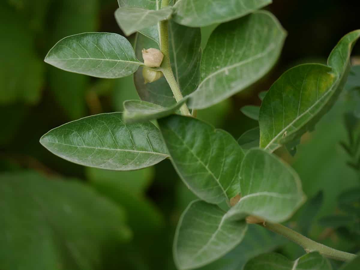 India, UK to conduct clinical trials on 'Ashwagandha' for Covid recovery