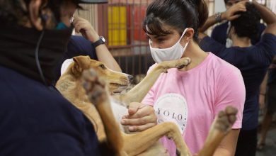 Jacqueline Fernandez's YOLO Foundation volunteers at animal shelters in Mumbai