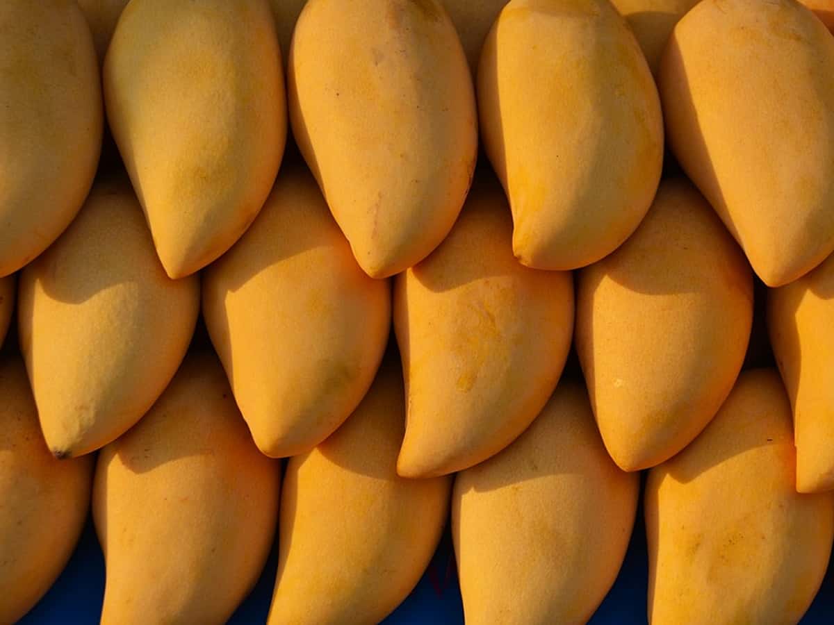 Yogi's mango diplomacy, 'choicest' fruits to PM, BJP leaders