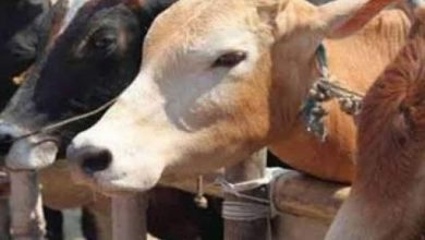 J-K officials seek ban on illegal killing of cows, camels on Bakrid next week