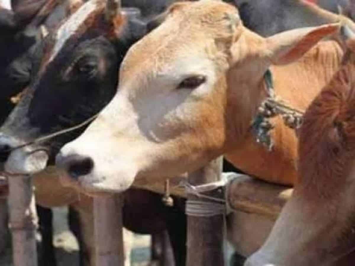 J-K officials seek ban on illegal killing of cows, camels on Bakrid next week