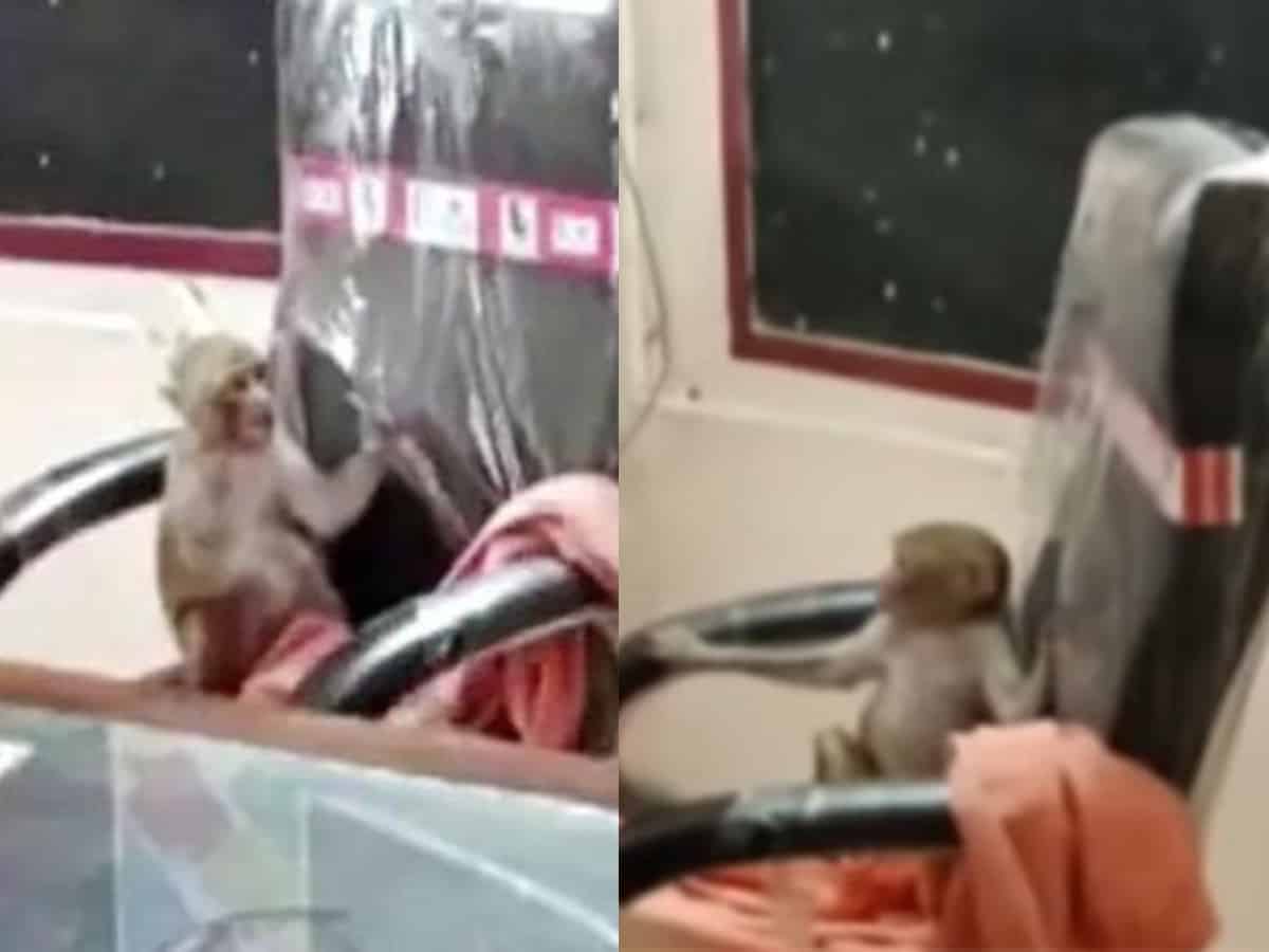 Monkey takes over the principal's office in Gwalior