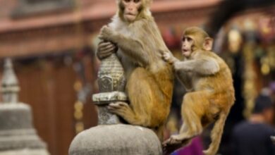 7 held for killing 38 monkeys in Karnataka's Hassan