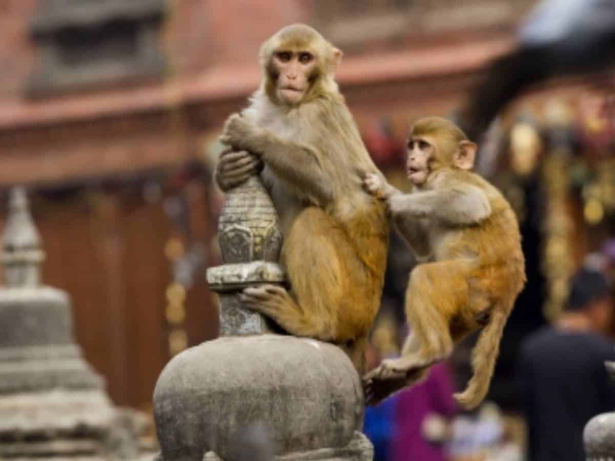 7 held for killing 38 monkeys in Karnataka's Hassan