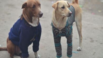 Andhra: Almost 300 stray dogs killed with poisonous injections