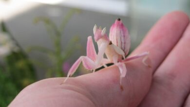 Hate bugs? Try disliking these little Orchid Mantises