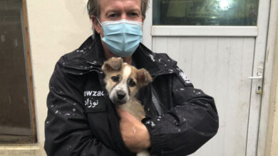 Ex-UK Marine leaves Kabul with dogs, cats but no local staff