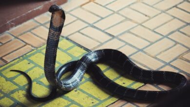 Kerala police reconstruct cobra bite murder; video goes viral