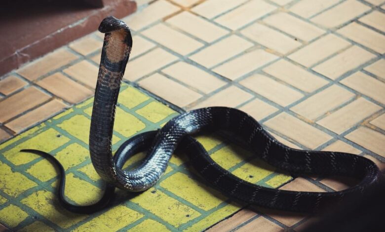 Kerala police reconstruct cobra bite murder; video goes viral