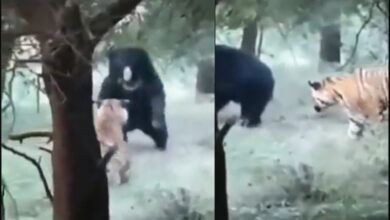 WATCH: Bear sends Tiger packing after it launches attack