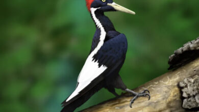 US says ivory-billed woodpecker, 22 other species extinct
