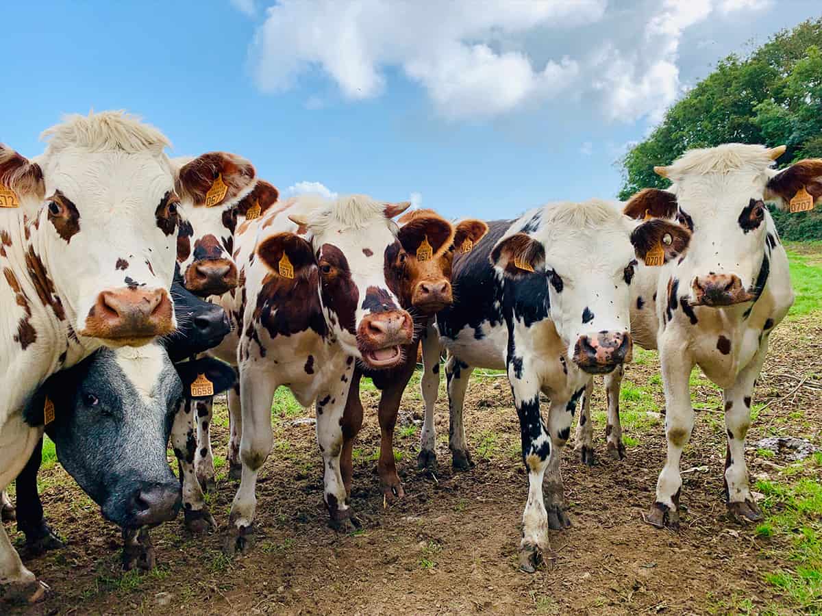 Dismembered parts of cow found in Delhi's Gulabi Baghl