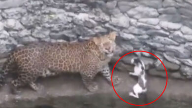 Leopard, cat come face-to-face after falling in well in Maha village
