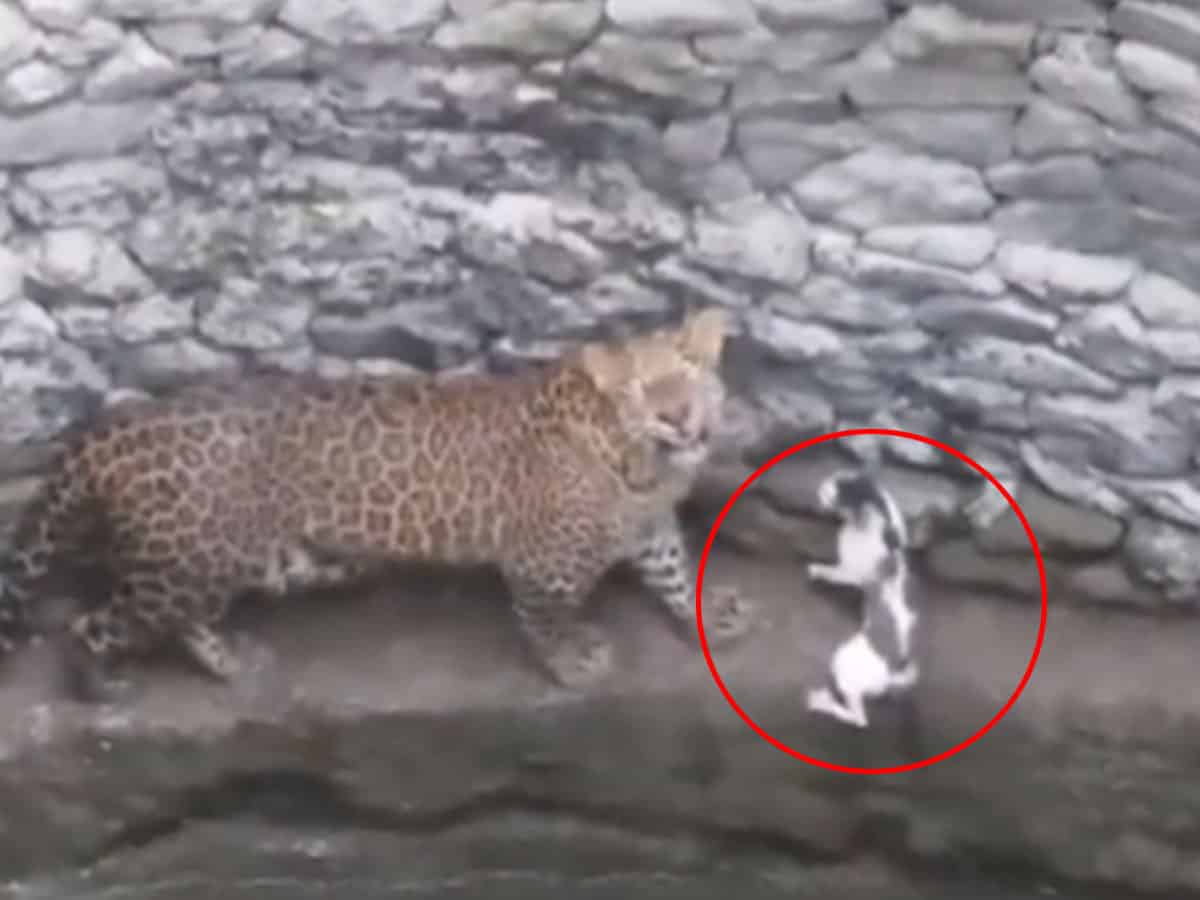 Leopard, cat come face-to-face after falling in well in Maha village