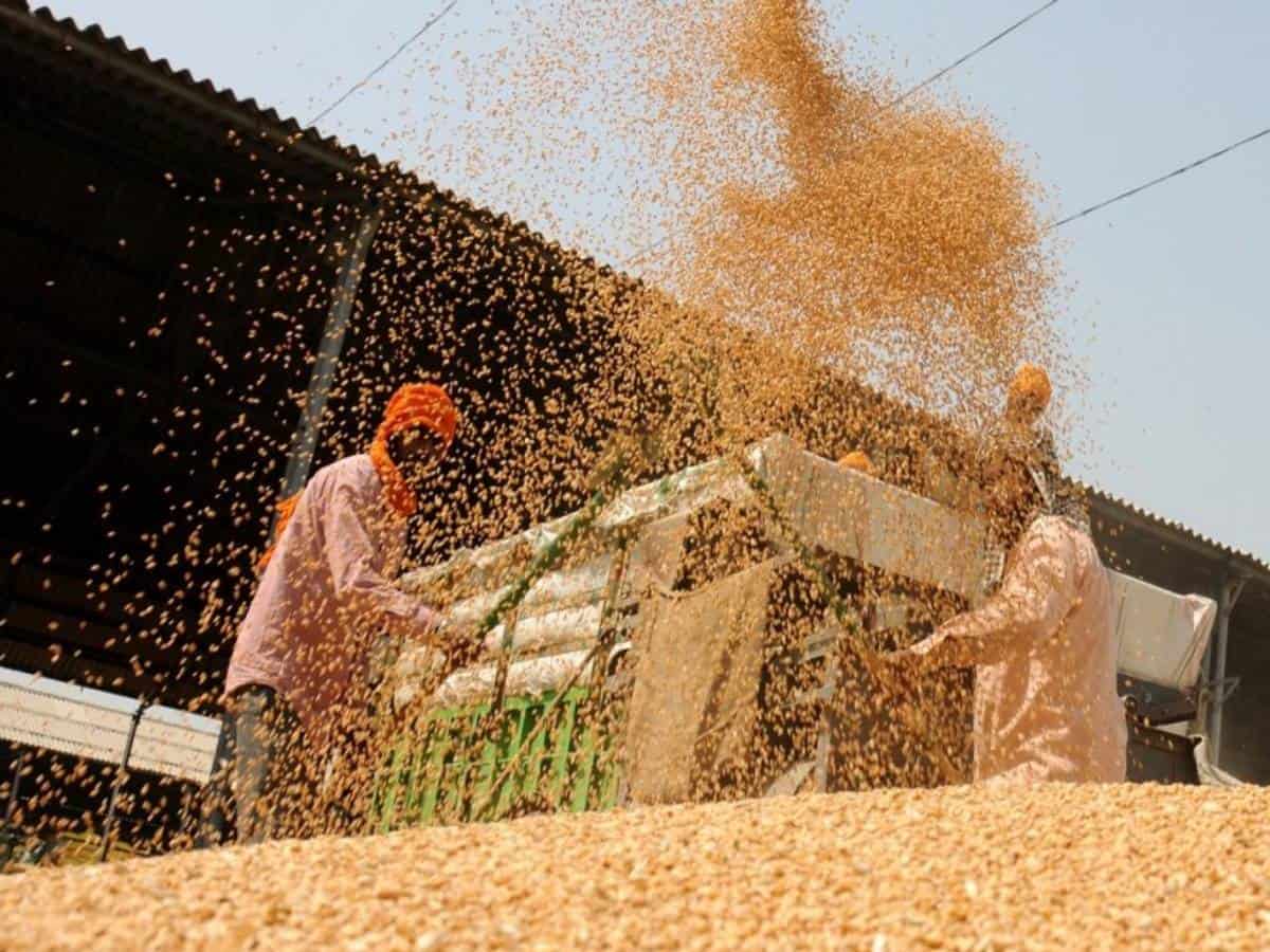 Cabinet approves hike in MSP for all mandated Rabi crops