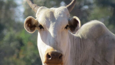 Brazil suspends beef exports to China after two cases of mad cow disease