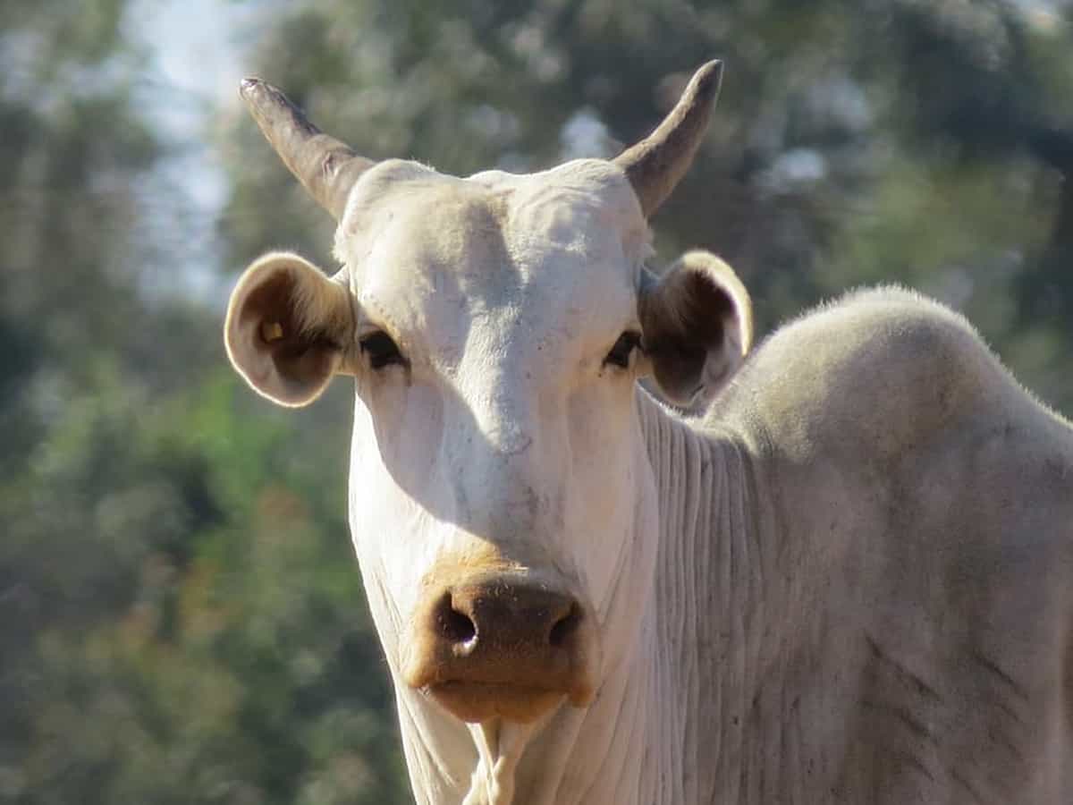 Brazil suspends beef exports to China after two cases of mad cow disease