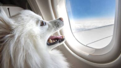 Man books entire Air India business class cabin to travel with dog
