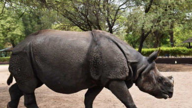 IOC offers to adopt rhinoceros in Hyderabad Zoo
