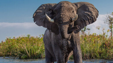 Student trampled by elephant while taking selfie