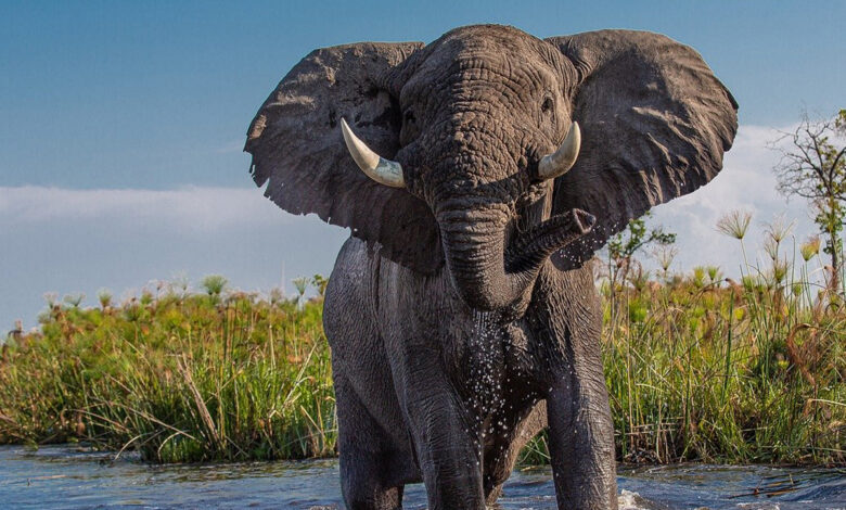Student trampled by elephant while taking selfie