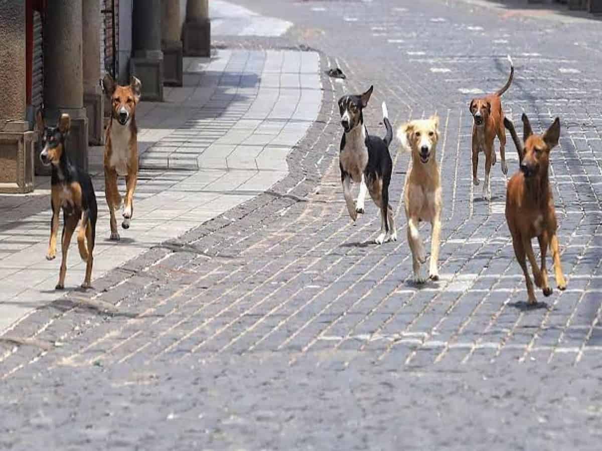 Video of boy mauled by pack of stray dogs in Saudi Arabia goes viral