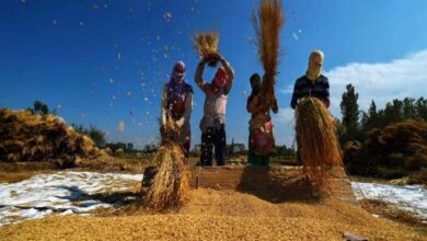Telangana procures 59L metric tonnes of paddy worth 12 crores