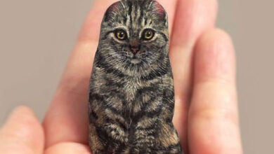 Photos: Artist transforms ordinary rocks into lifelike animals