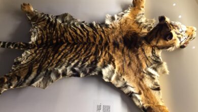 Five tribals held in Telangana for killing tiger