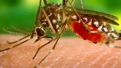 Zika virus detected in Kanpur, Centre sends high-level team