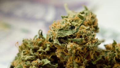 1500 kg of cannabis seized in Odisha