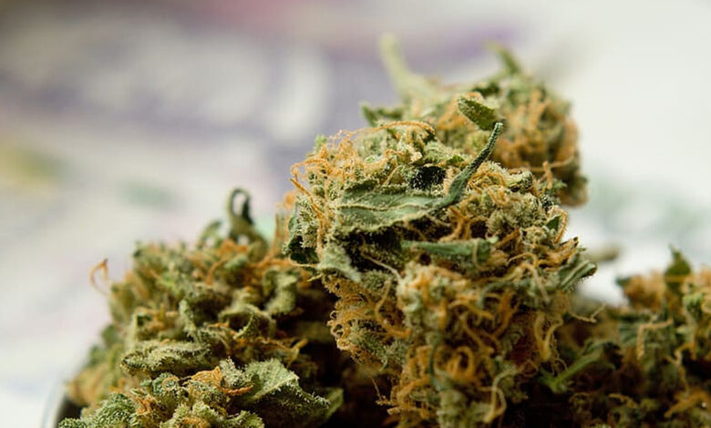 1500 kg of cannabis seized in Odisha
