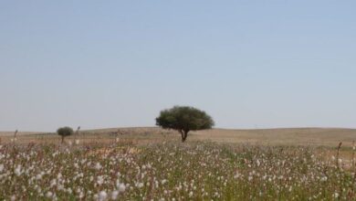 Saudi Arabia to launch drones to plant trees in desert